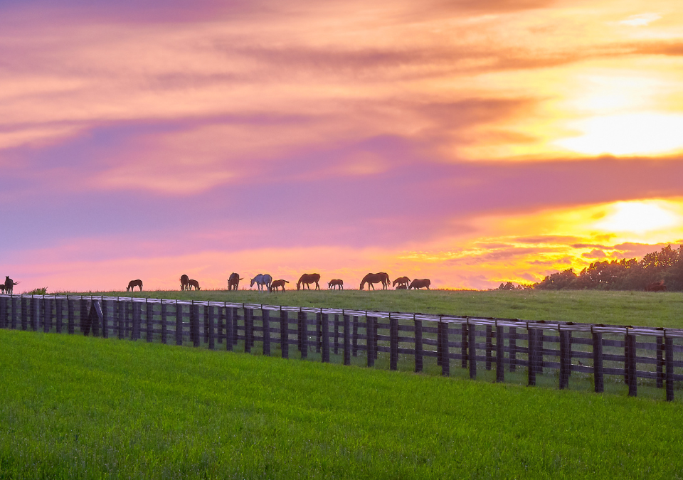 Horses Mesh fencing