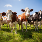 Four cows standing on green grass under a blue sky, facing the camera.