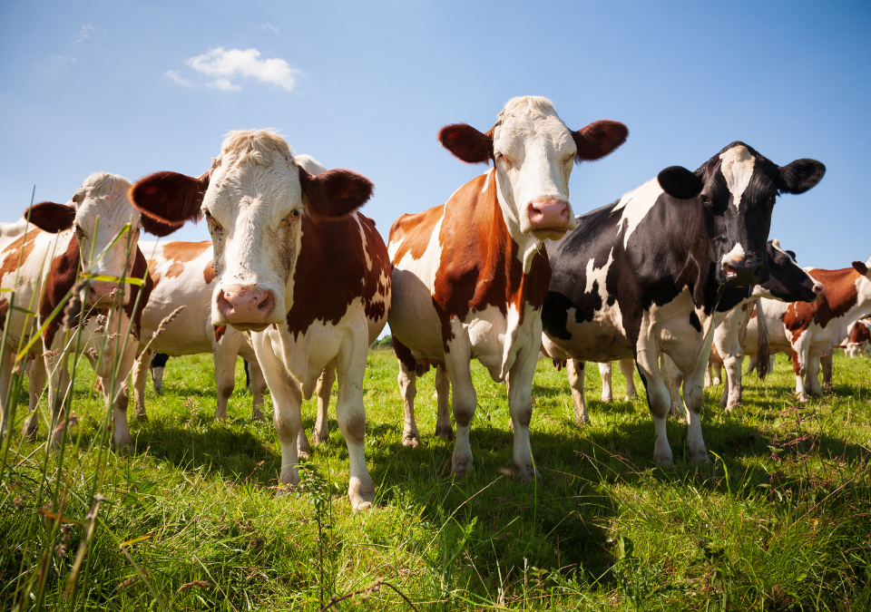 Four cows standing on green grass under a blue sky, facing the camera.