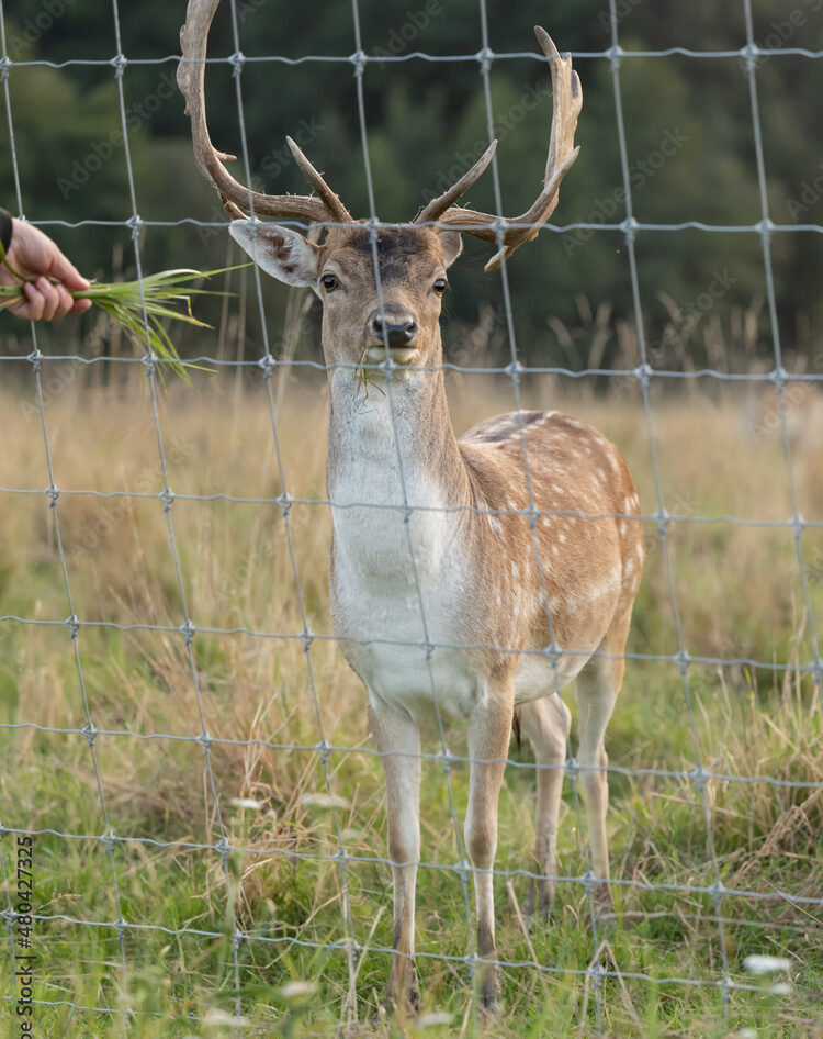 Deer behind fence
